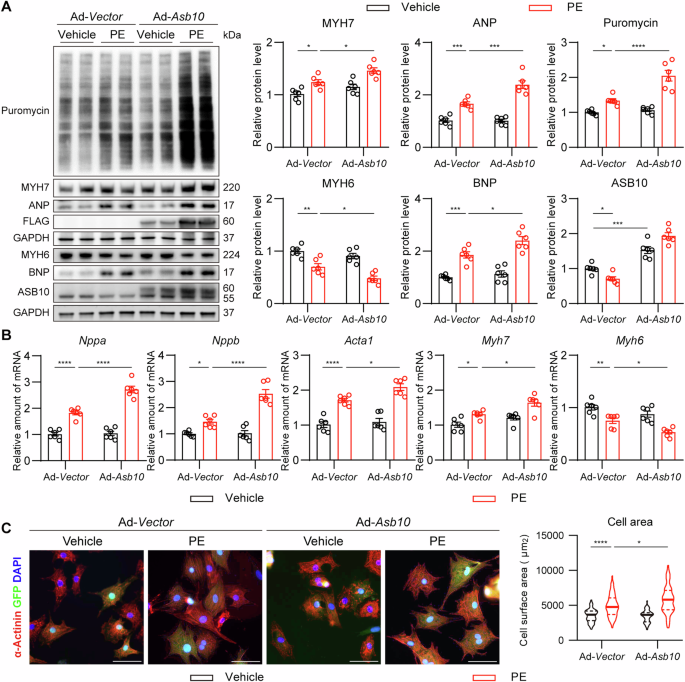 Fig. 2: Overexpression of Asb10 deteriorates cardiac hypertrophy in NRVMs.