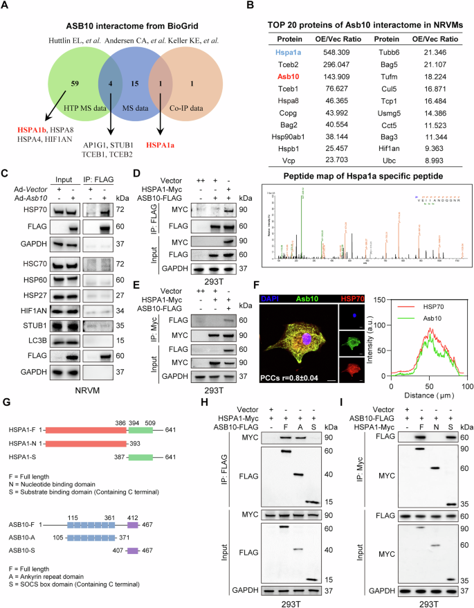 Fig. 3: HSP70 is identified as a potential interacting protein of Asb10.