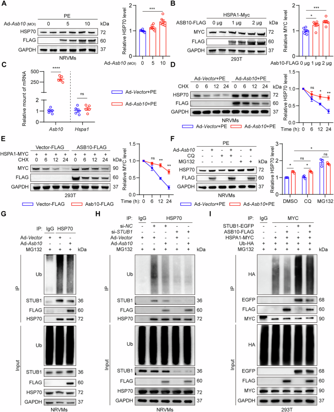 Fig. 4: ASB10 stabilizes HSP70 via competitively inhibiting STUB1-mediated ubiquitination of HSP70.