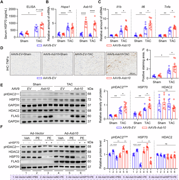 Fig. 7: Increased cardiac inflammation and HDAC2 phosphorylation are involved in Asb10 overexpression-induced pathological cardiac remodeling.