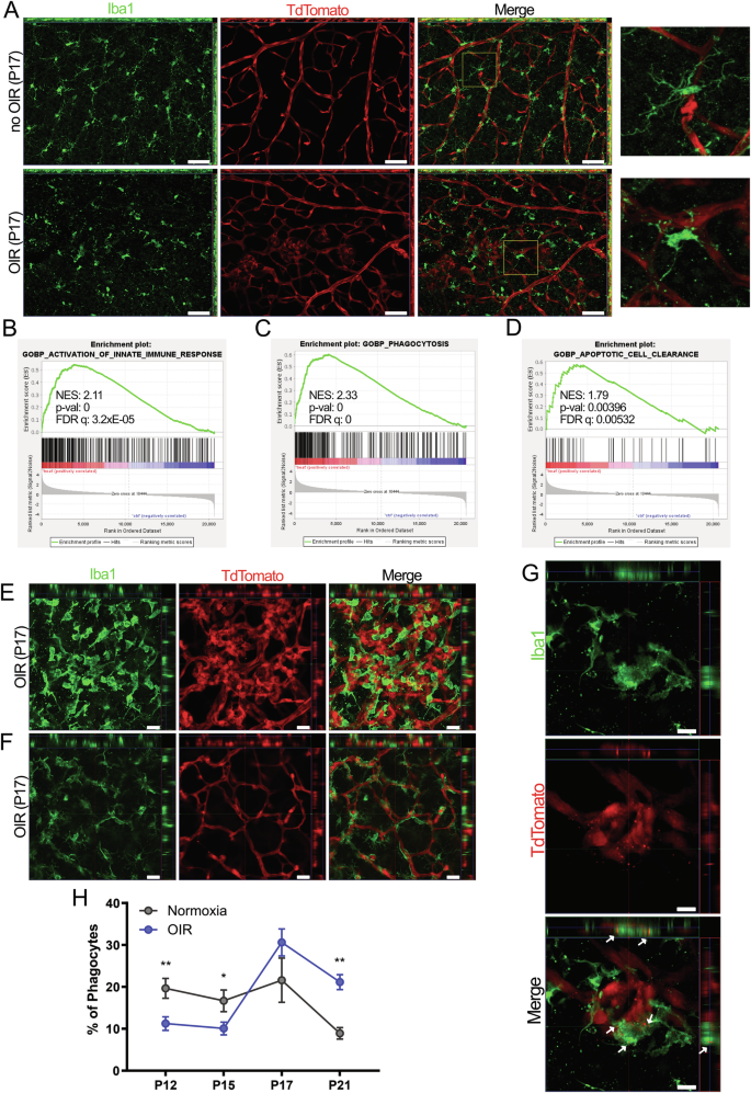 Fig. 1: Microglial activation and phagocytosis in the mouse OIR model.