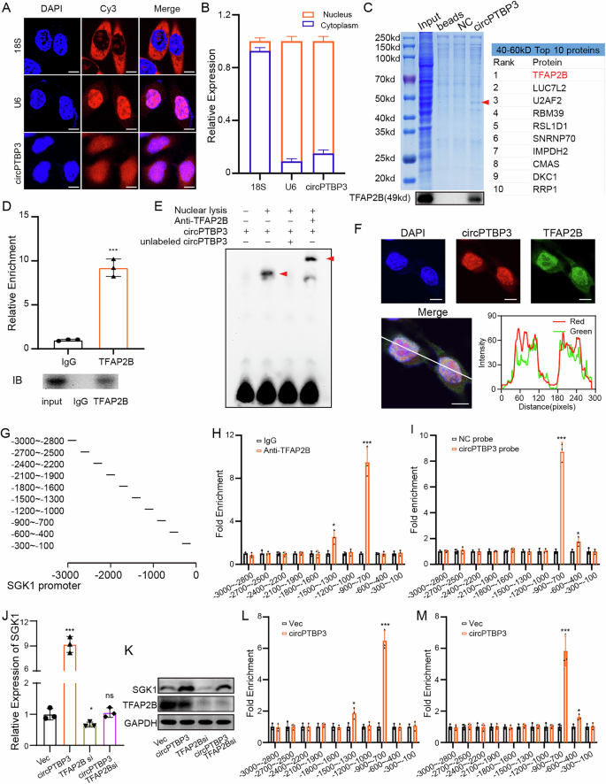 Fig. 7: circPTBP3 enhanced SGK1 transcription by recruiting TFAP2B.