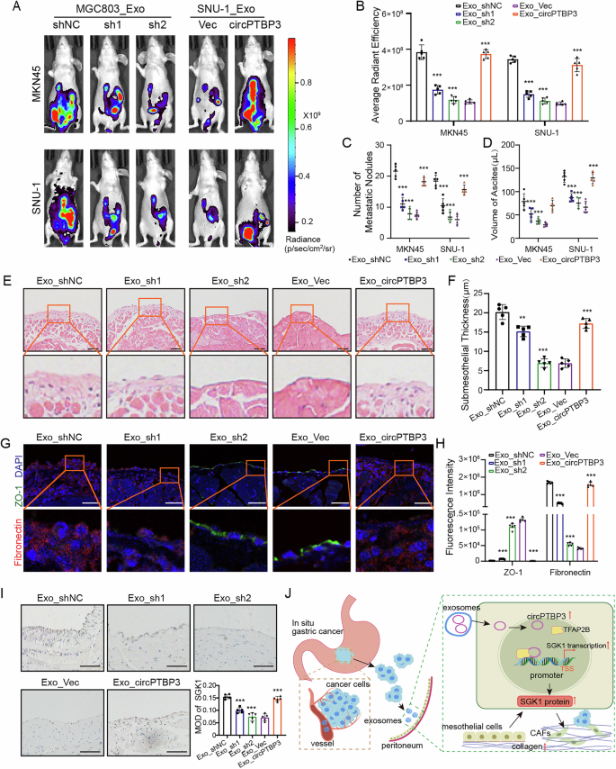 Fig. 8: Exosomal circPTBP3 promoted GCPM by inducing peritoneal fibrosis in vivo.