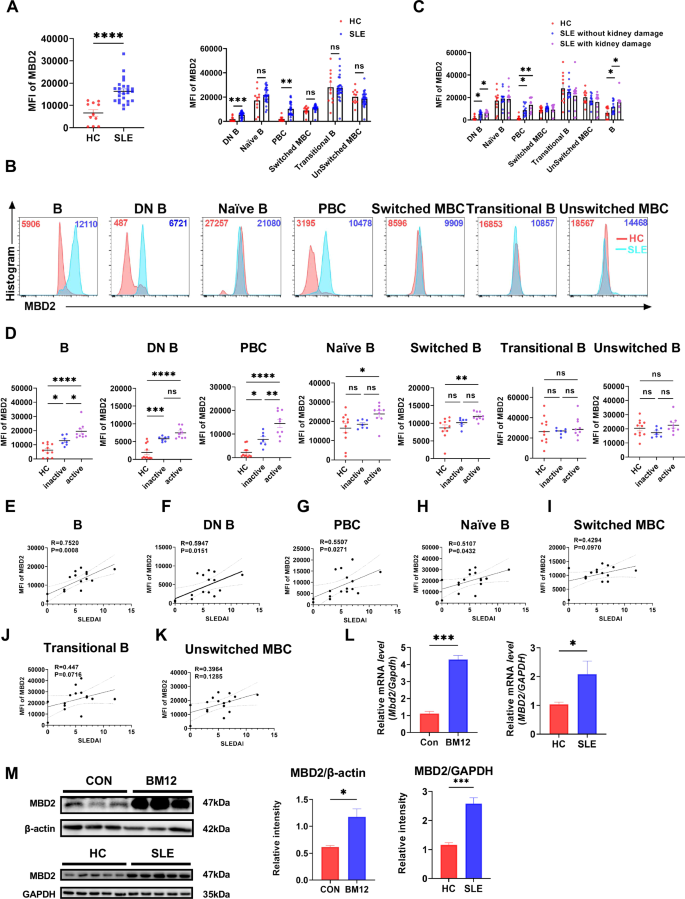 Fig. 1: The expression of MBD2 is increased in B cells from SLE and correlated with disease activity.