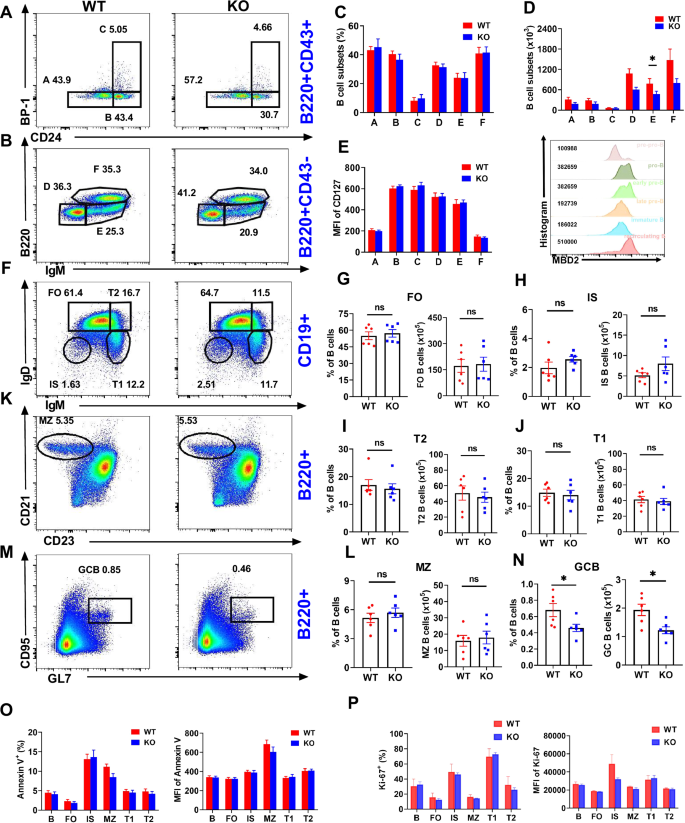 Fig. 2: MBD2 deficiency disrupts the B cells differentiation.