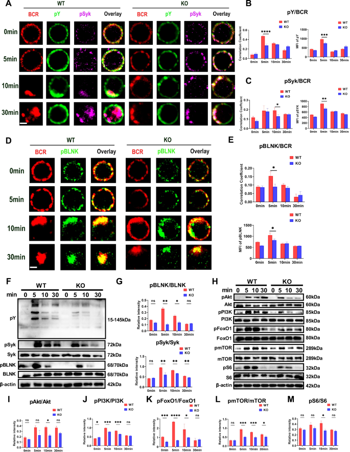 Fig. 3: Deficiency of MBD2 compromises B cell activation and BCR signaling.