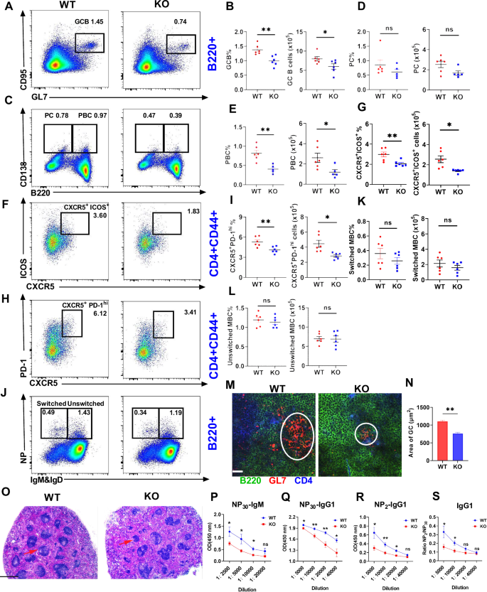 Fig. 5: Deficiency in MBD2 attenuates the T-cell-dependent immune response.