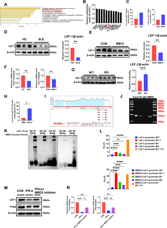 Fig. 7: MBD2 regulates B cell activation and BCR signaling by inhibiting LEF-1 transcription in SLE.