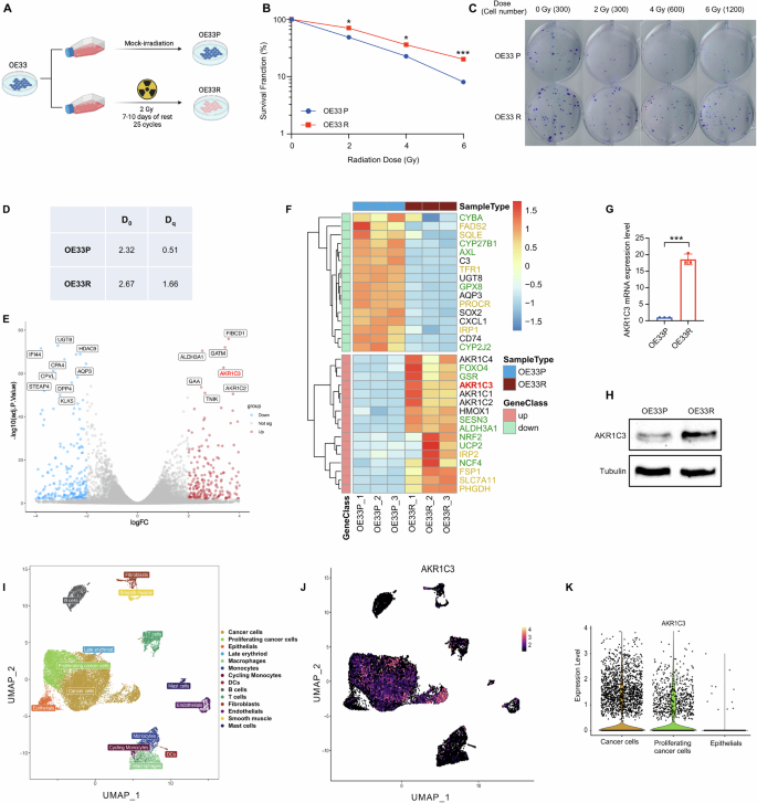 Fig. 1: Establishment and validation of the radioresistant EAC cell line model.