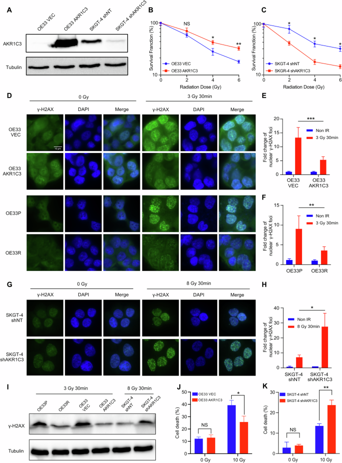 Fig. 3: AKR1C3 could enhance the radioresistance in EAC cells.