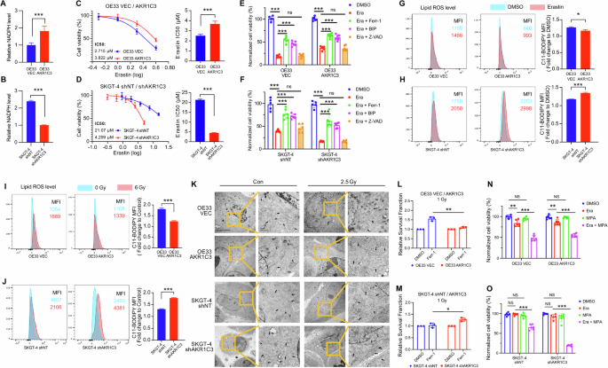 Fig. 5: AKR1C3 regulates redox homeostasis and inhibits ferroptosis in EAC cells.