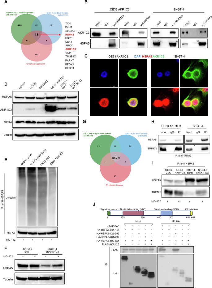 Fig. 6: AKR1C3 inhibits ferroptosis by suppressing TRIM21-mediated ubiquitination of HSPA5.