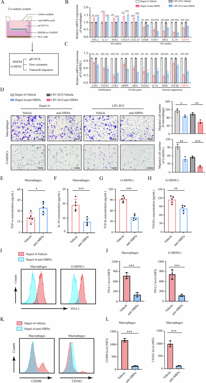 Fig. 3: SIRPα blockade suppressed the PD-L1 expression and pro-tumor polarization of TIMs in vitro.