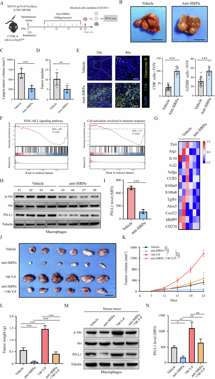 Fig. 5: Anti-SIRPα therapy inhibited PI3K/AKT signaling in myeloid cells to suppress tumor progression.