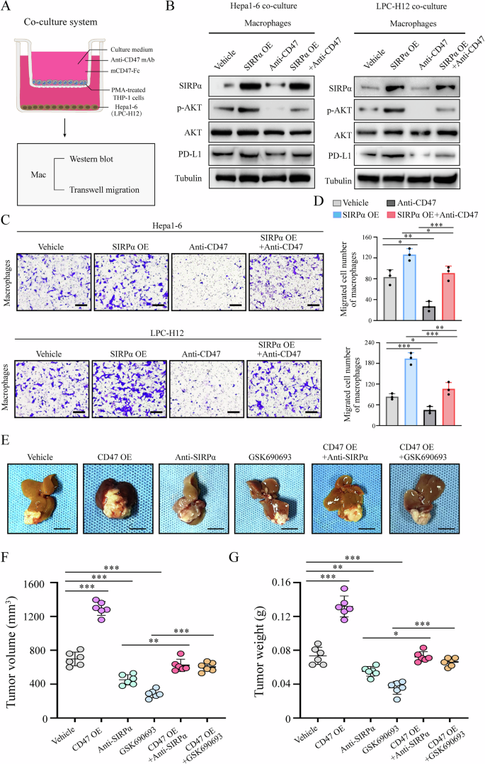 Fig. 6: SIRPα/CD47 axis promoted migration, PD-L1 expression of macrophages and HCC growth via upregulating PI3K/AKT signaling.