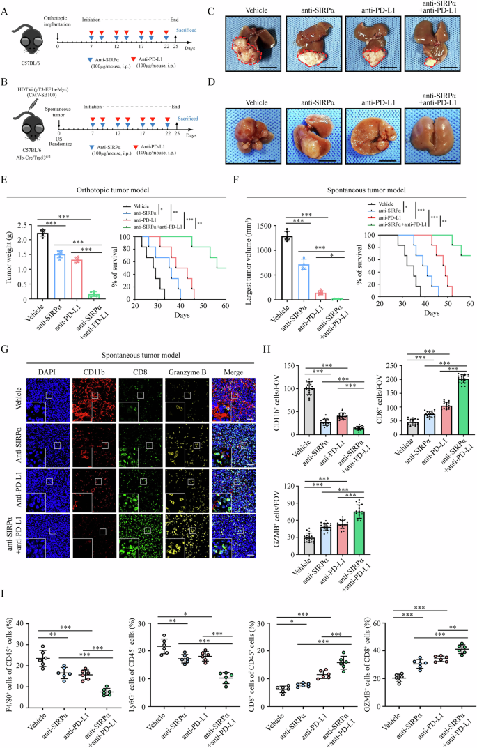 Fig. 7: SIRPα blockade therapy effectively enhanced anti-PD-L1 therapy in orthotopic and spontaneous mouse models.