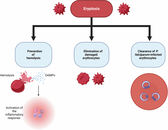 Current understanding of eryptosis: mechanisms, physiological functions,  role in disease, pharmacological applications, and nomenclature  recommendations | Cell Death & Disease