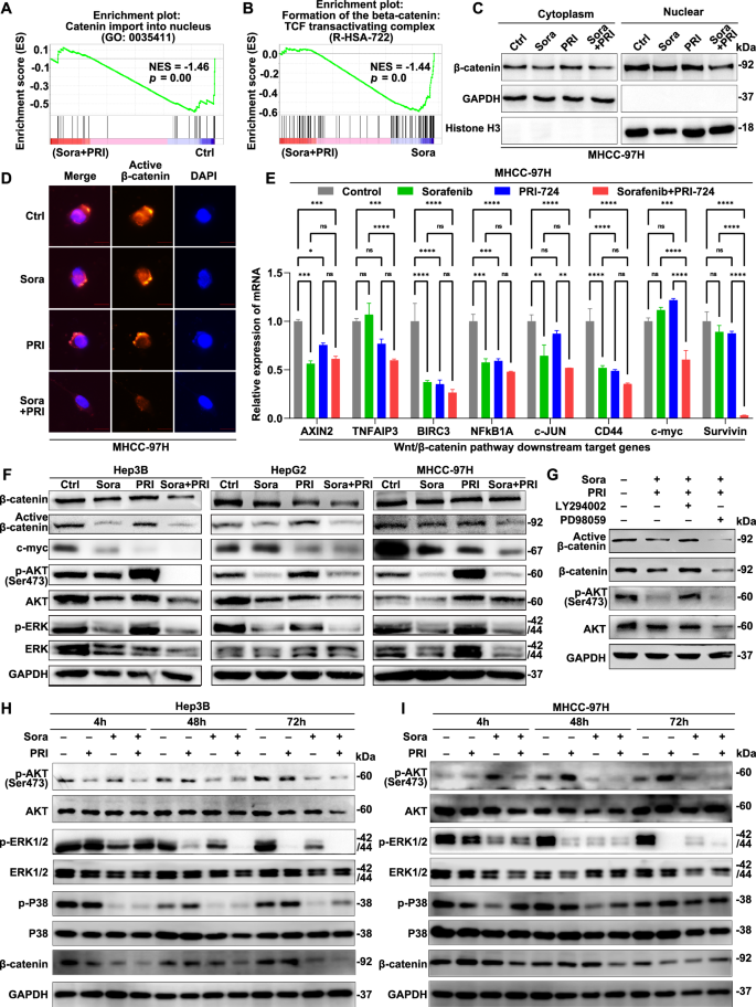 Fig. 5: Combinations of PRI-724 and sorafenib inhibit both β-catenin/CBP and ERK/AKT signaling and decrease β-catenin nuclear localization in HCC cells.