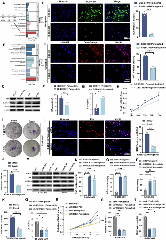 Fig. 2: ROCK2 inhibits ferroptosis to regulate pemigatinib resistance in Cholangiocarcinoma cells.