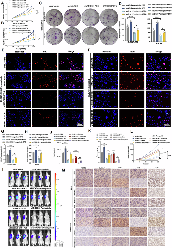 Fig. 3: ROCK2 induces pemigatinib resistance in Cholangiocarcinoma cells by inhibiting ferroptosis.