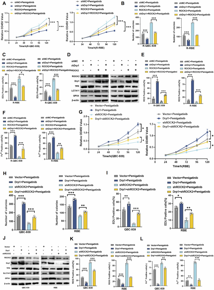 Fig. 5: ROCK2 affects ferroptosis and leads to Drp1-dependent resistance to pemigatinib in Cholangiocarcinoma cells.