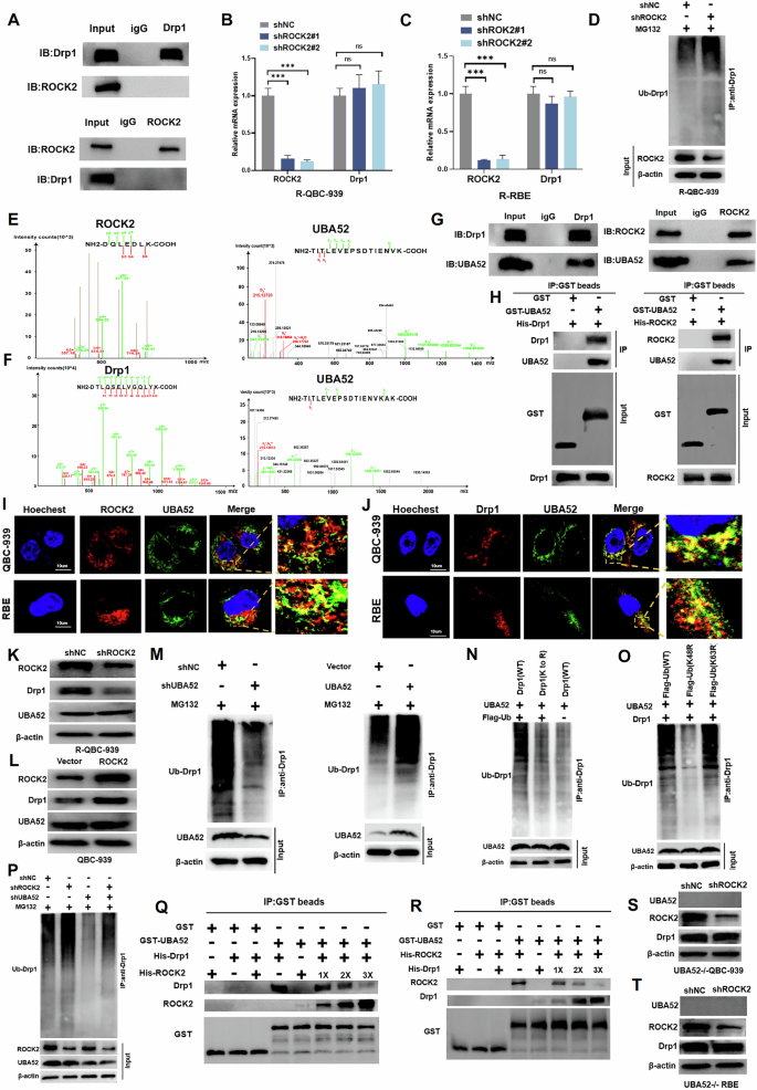 Fig. 6: ROCK2 stabilises the expression of Drp1 by competitively binding with UBA52.
