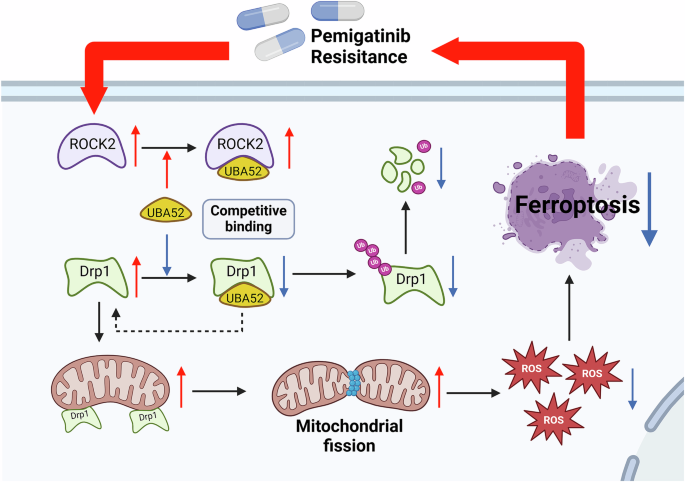 Fig. 8: A cartoon summarizing our findings.