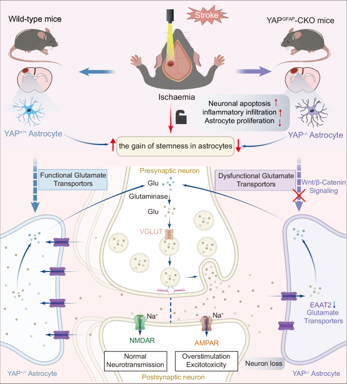 Fig. 10: Working model of astrocytic YAP signaling in ischemic stroke mice.