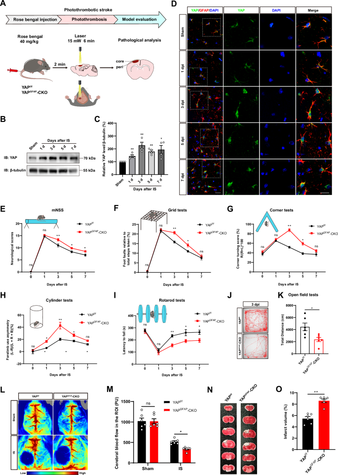 Fig. 1: YAP was upregulated and translocated into nuclear of astrocytes in mice after IS, and YAP deletion in astrocytes inhibited the functional behavior recovery and aggravated injury in mice after IS.