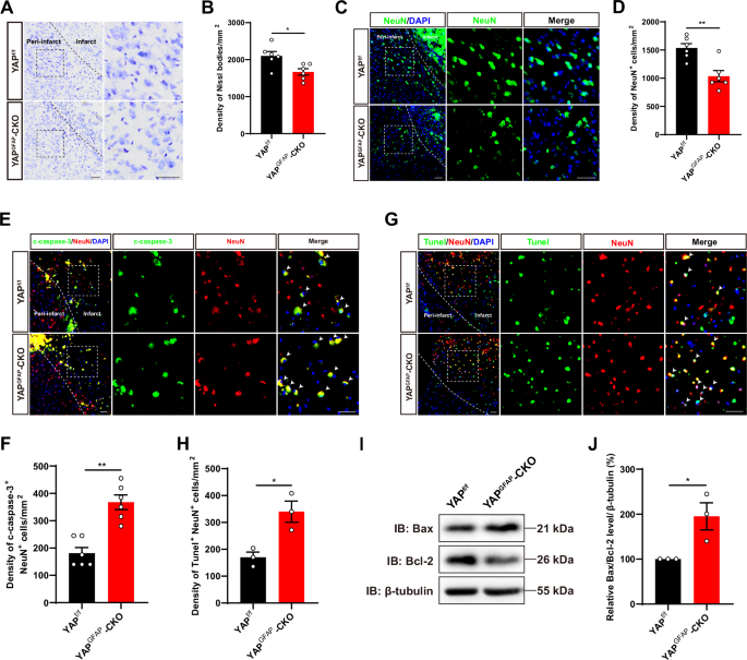Fig. 2: IS was aggravated with more apoptotic neurons in YAPGFAP-CKO mice.