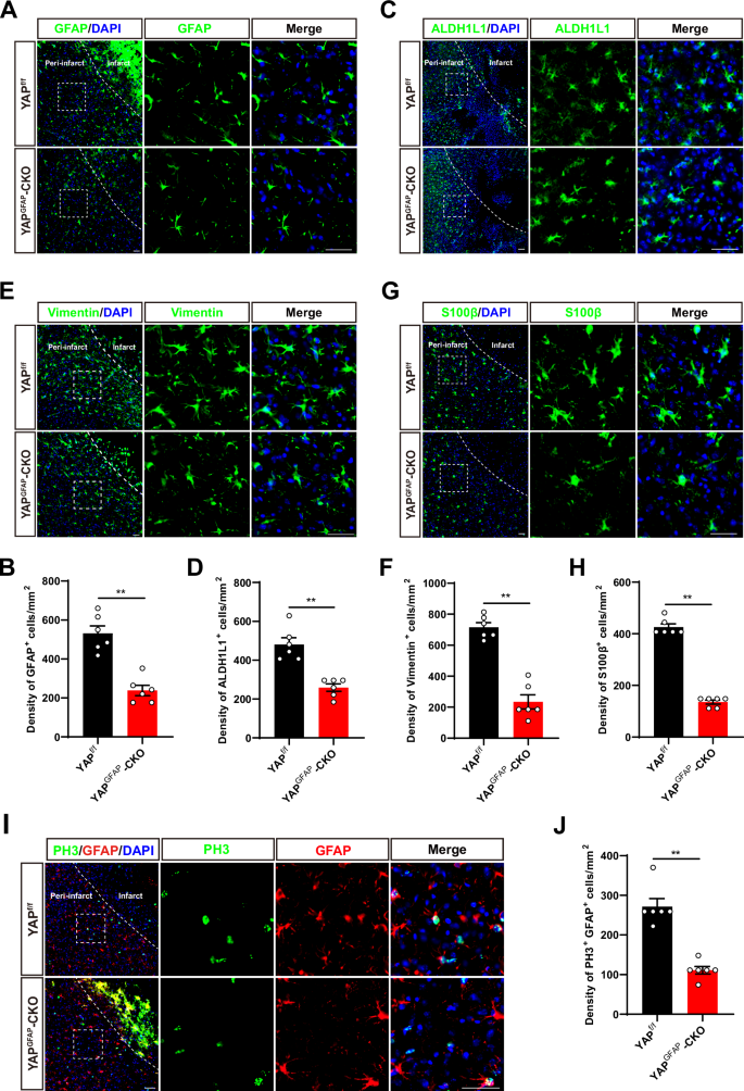 Fig. 4: YAP deletion in astrocytes impaired the formation of glial scars due to the reduction of astrocytic proliferation in mice after IS.