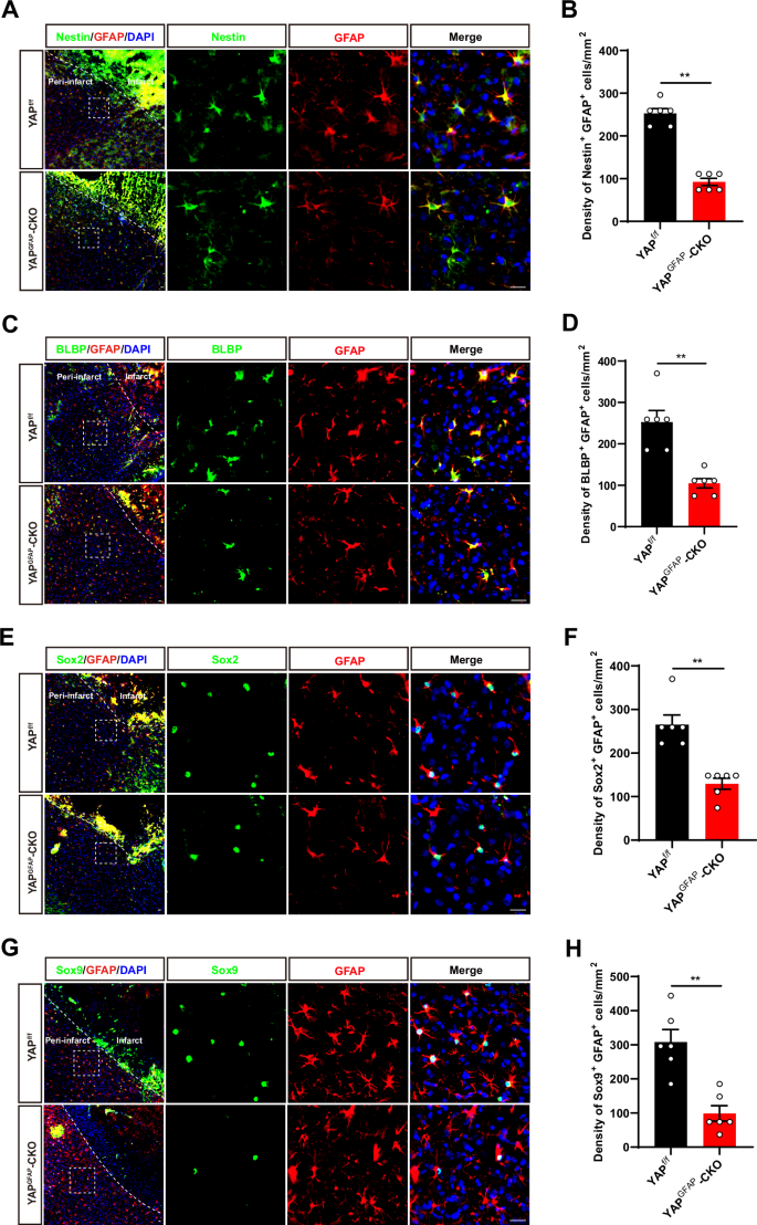 Fig. 5: YAP deletion in astrocytes suppressed astrocytic activation, and inhibited the gain of stemness in astrocytes induced by IS in mice.