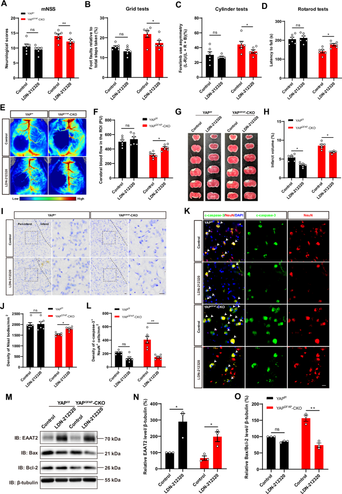 Fig. 7: Activation of EAAT2 partially restored the deficits such as neuronal death and impairment of behavioral recovery in YAPGFAP-CKO mice after IS.
