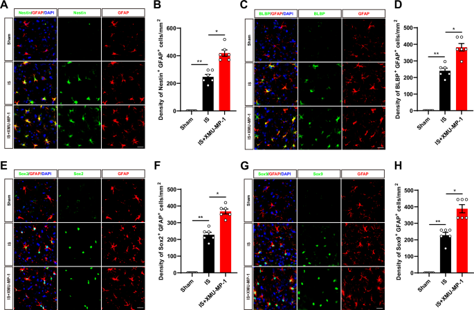Fig. 9: The activation of YAP signaling by XMU-MP-1 promoted the astrocytic activation and the gain of stemness in astrocytes induced by IS in mice.