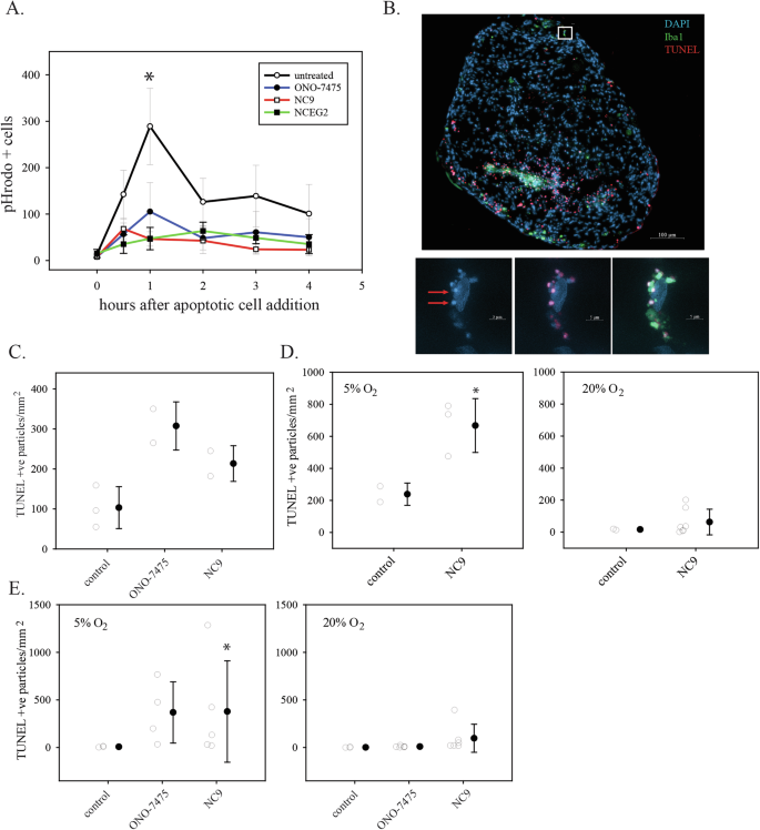 Fig. 6: Inhibition of efferocytosis by TGM2 inhibitors in cell culture and in organoids.