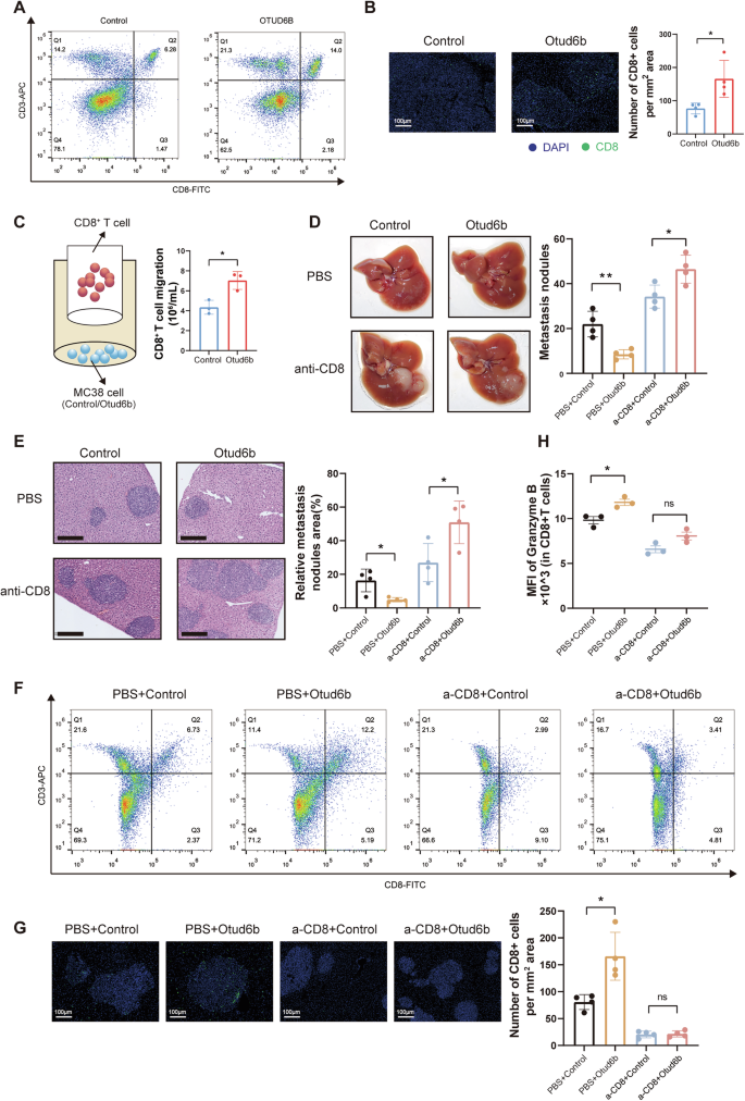 Fig. 3: OTUD6B promotes T-cell infiltration to inhibit CRC metastasis in immunocompetent mice.