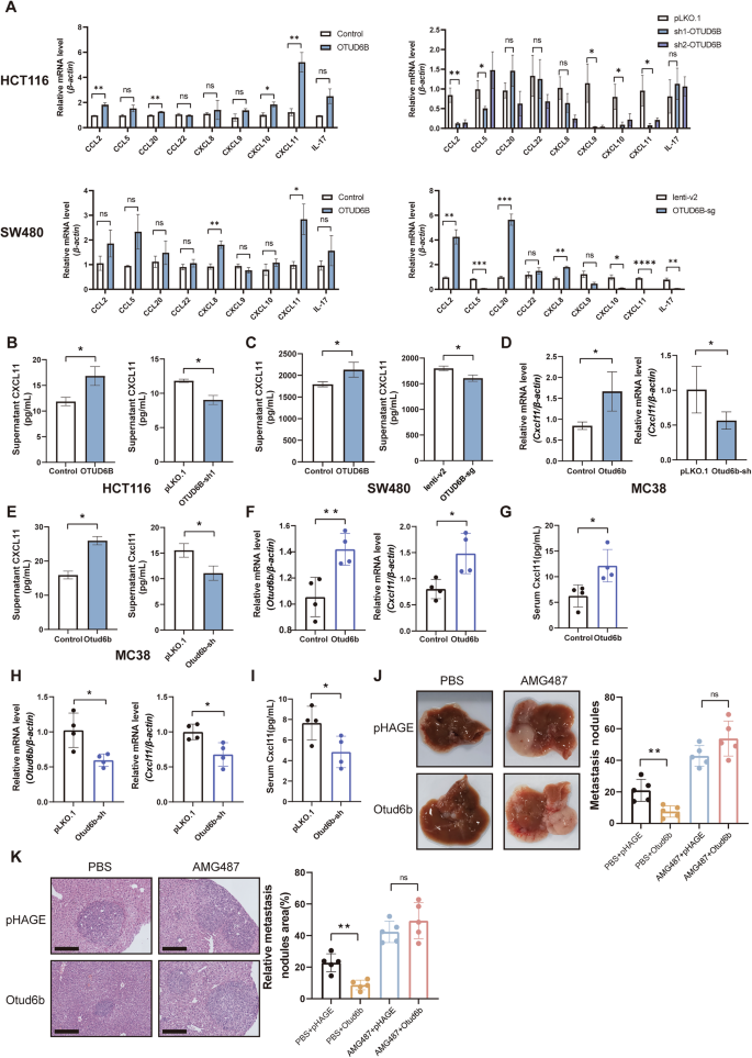 Fig. 4: OTUD6B promotes CD8+ T cell infiltration by upregulating CXCL11.
