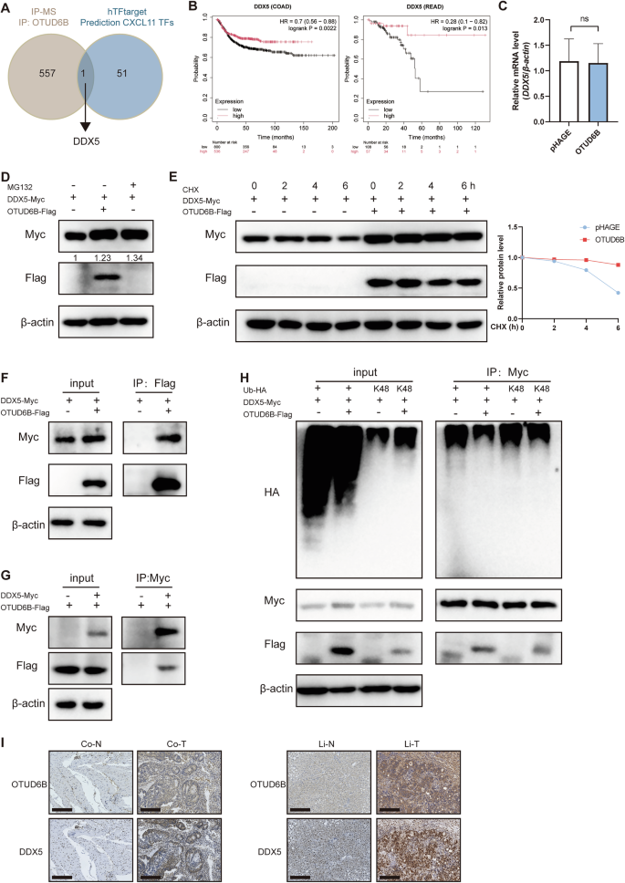 Fig. 5: OTUD6B stabilizes DDX5 protein expression.