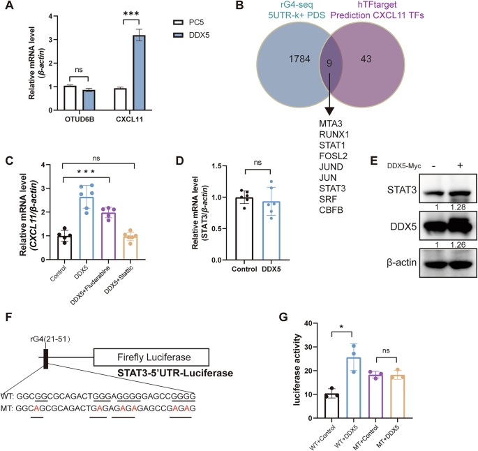 Fig. 6: DDX5 promotes STAT3 mRNA translation and CXCL11 transcription by resolving the rG4 structure of STAT3.