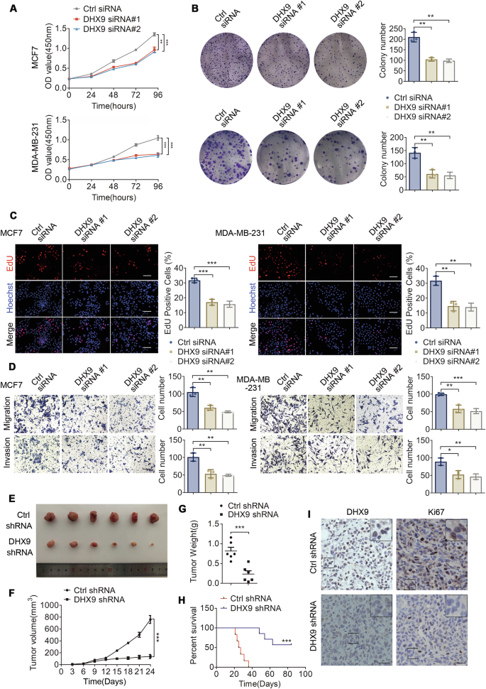Fig. 2: DHX9 knockdown impairs breast tumorigenesis in vitro and in vivo.
