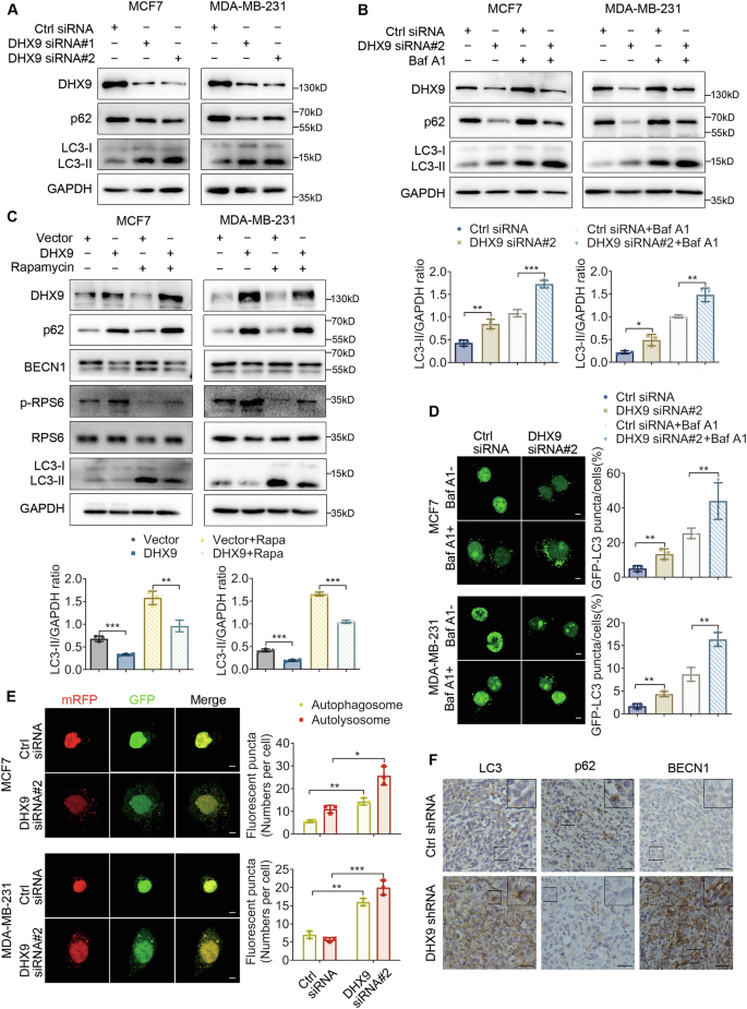 Fig. 3: DHX9 knockdown induces autophagy.