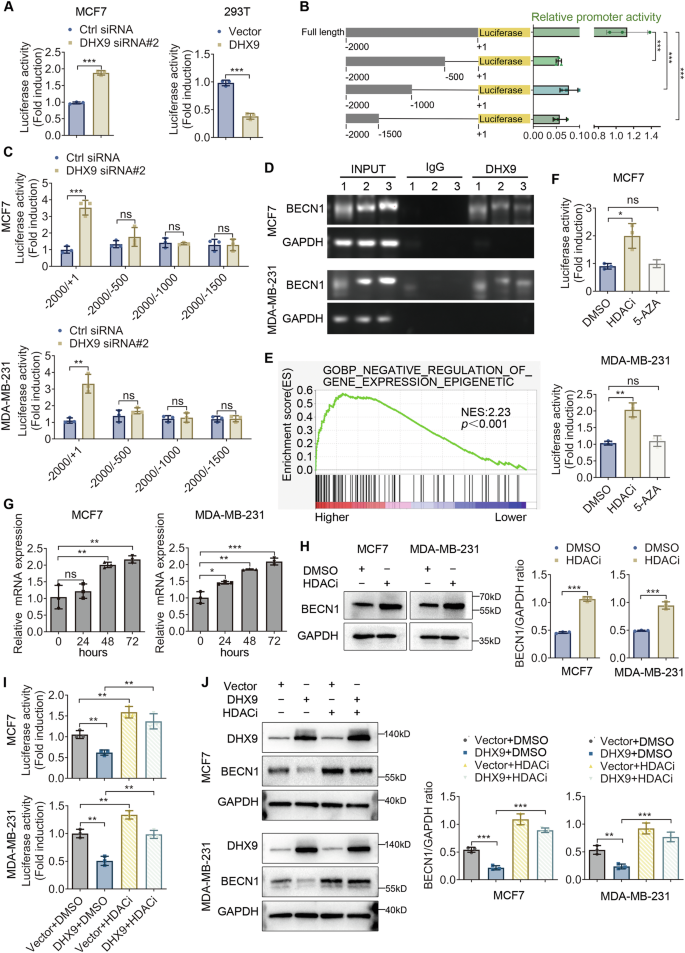 Fig. 5: DHX9 occupies the promoter of BECN1 and represses its transcription.