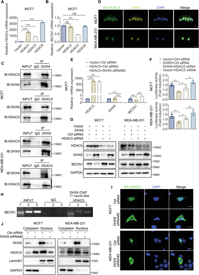 Fig. 6: DHX9 interacts with HDAC5 and synergistically represses the transcription of BECN1.