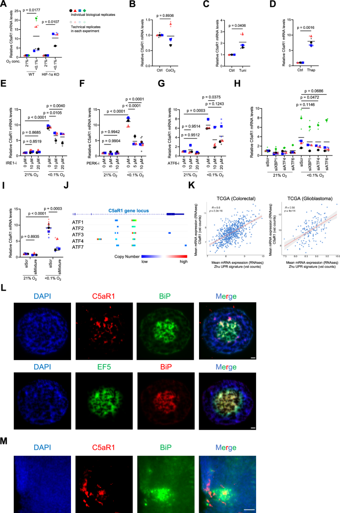 Fig. 2: ER stress induces C5aR1 expression in cancer cells under hypoxia (<0.1% O2).