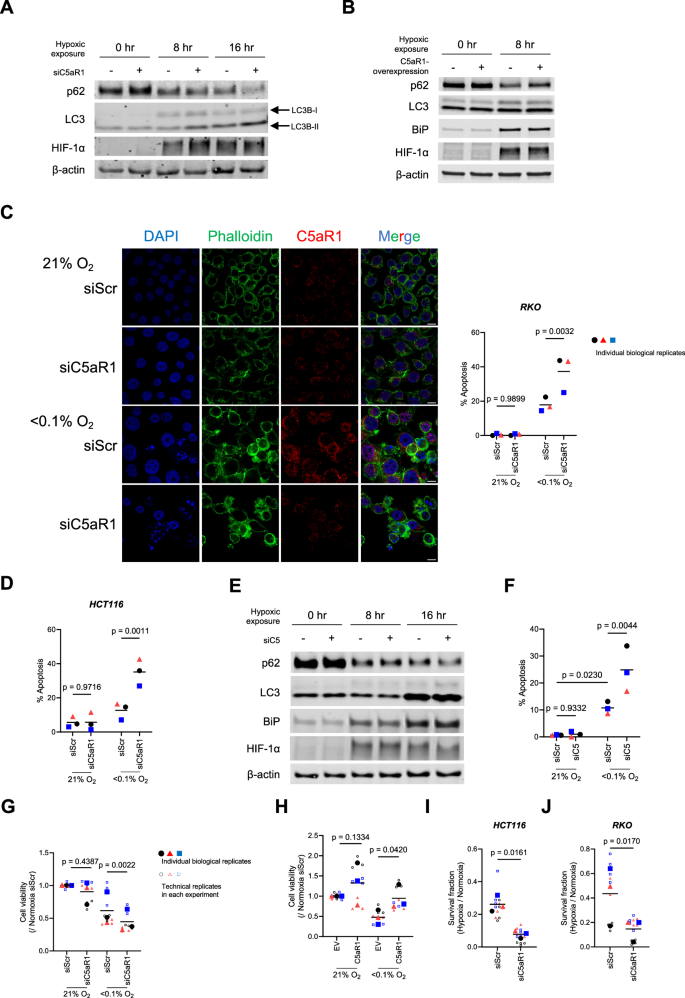 Fig. 3: Hypoxia-induced C5aR1 mediates cellular adaptation to hypoxic stress by regulating cancer cell death.