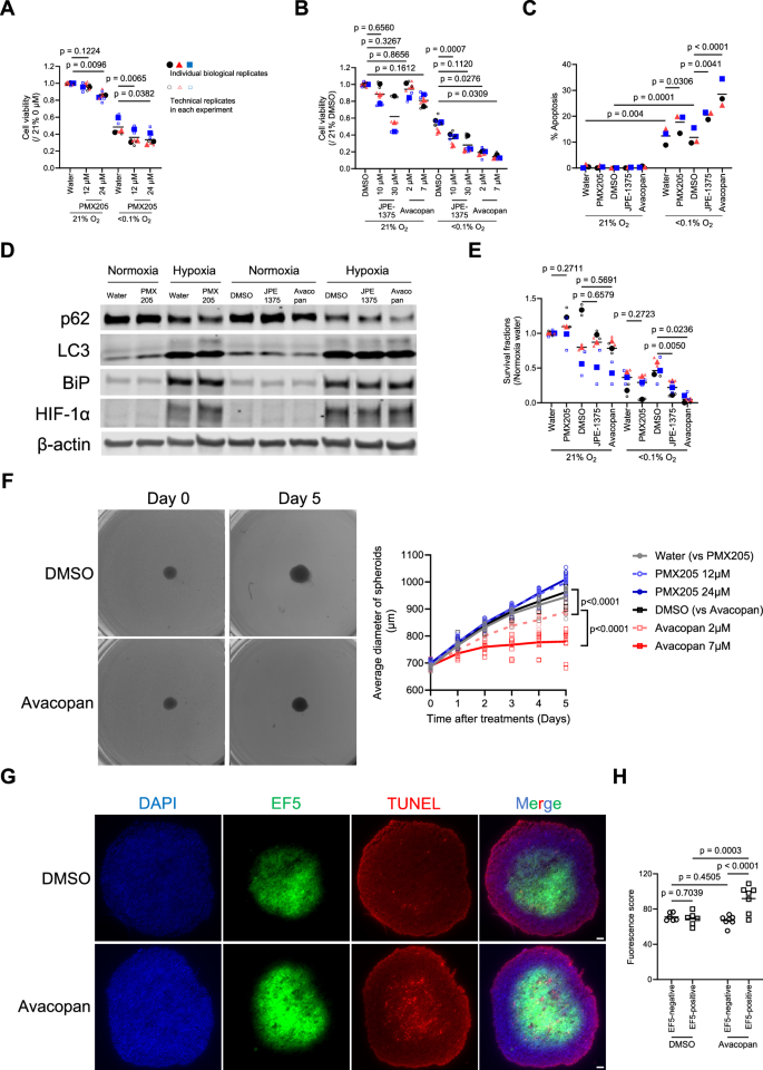 Fig. 4: Pharmacologically targeting C5aR1 results in reduced tumour cell survival with enhanced autophagy and apoptosis.