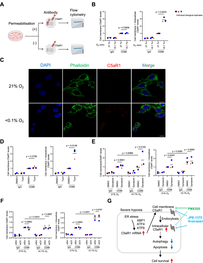 Fig. 5: Regulation of intracellular C5aR1 pools following hypoxia-mediated endocytosis.