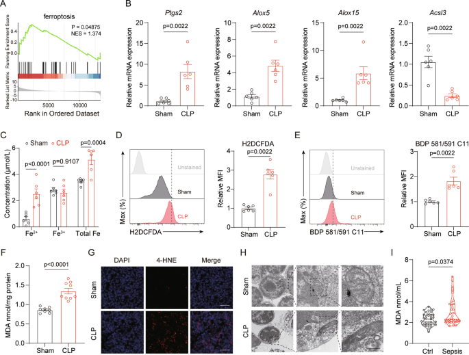 Fig. 2: Sepsis-associated ATI and thymocyte death are linked to ferroptosis.