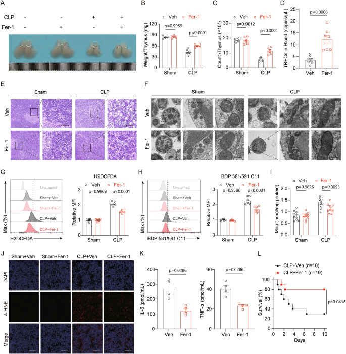 Fig. 3: Inhibition of ferroptosis alleviates ATI.