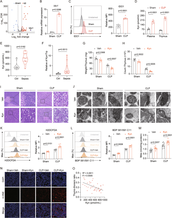 Fig. 4: Thymic Kyn accumulation triggered by IDO1 exacerbates ferroptosis.